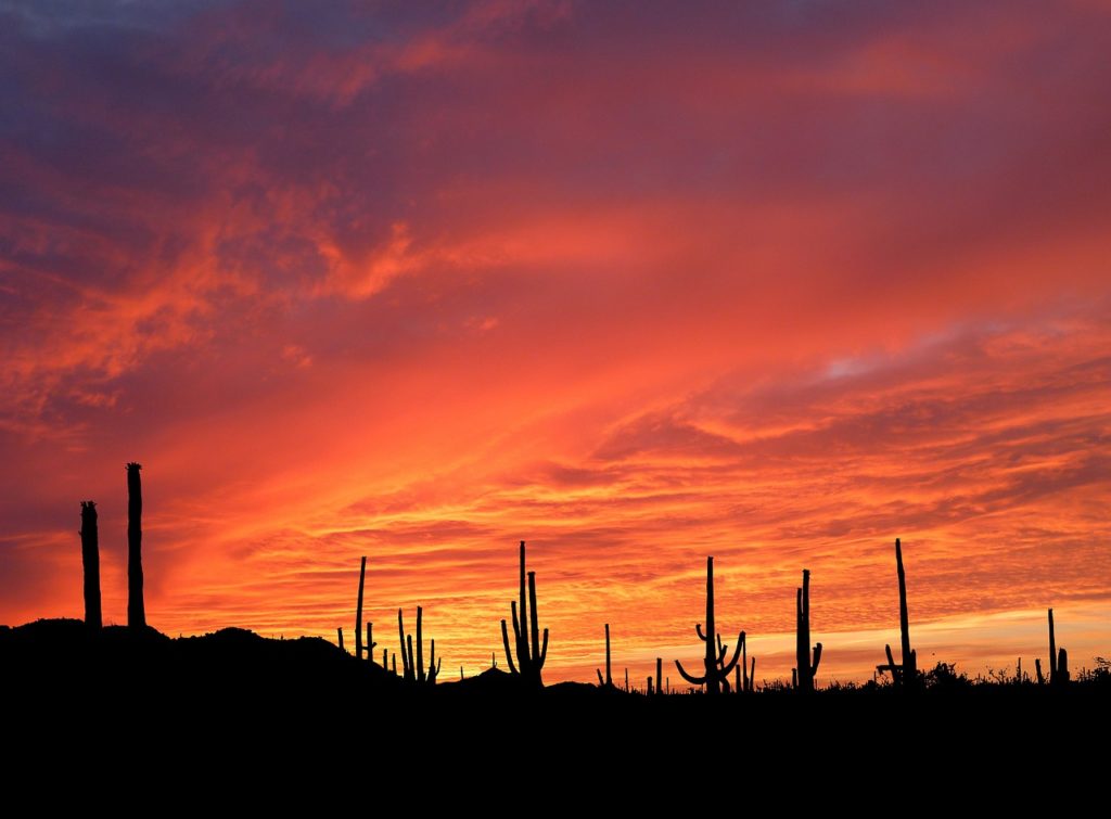 cacti in saguaro national park at sunset